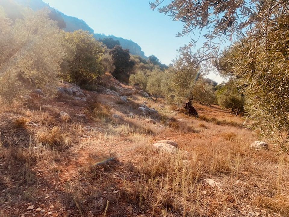 Helårsgrund i Comares, Malaga - foto 3